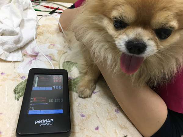 動物の血圧測