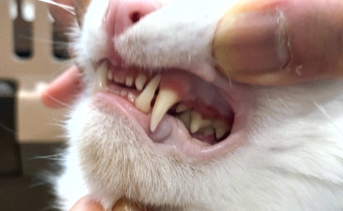 猫の歯周病