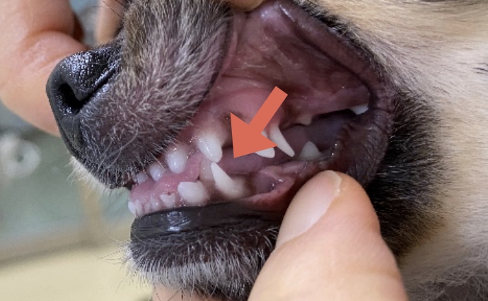 小型犬の乳歯遺残